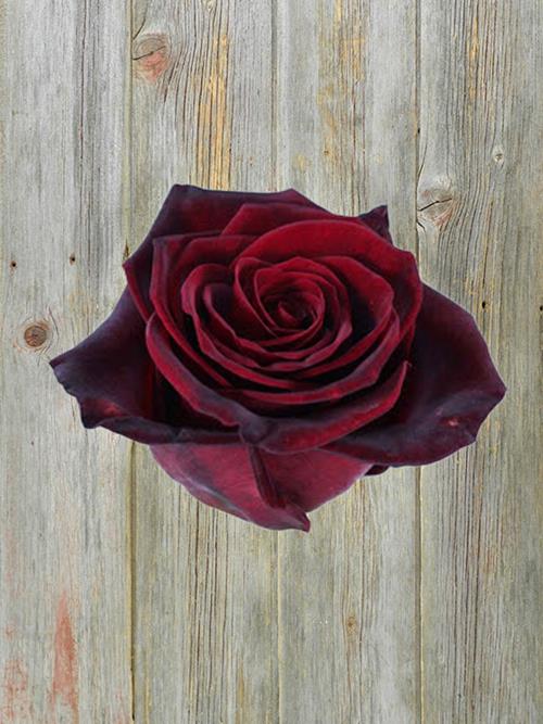 BLACK MAGIC   RED ROSES